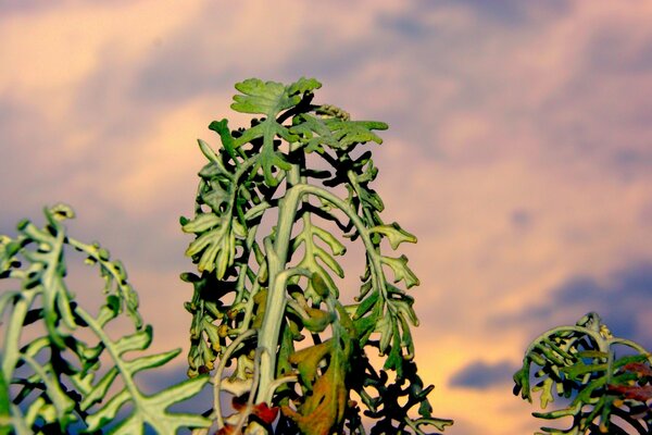 Feuilles vertes de plantes sur fond de ciel bleu-jaune au coucher du soleil