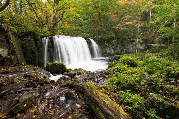 Lots of wood. Waterfall in the middle of the forest