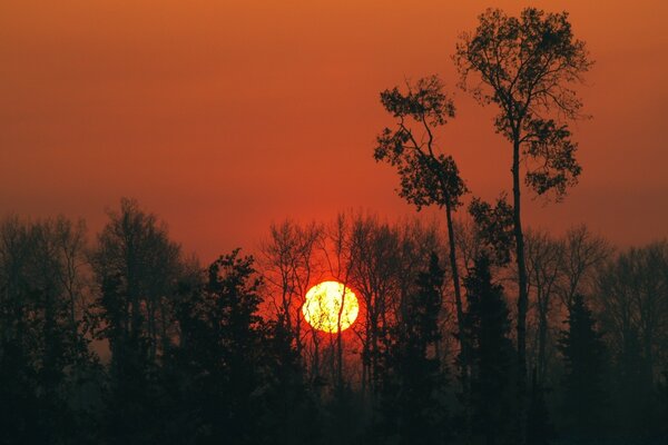 Árboles en el fondo de la puesta de sol de la tarde