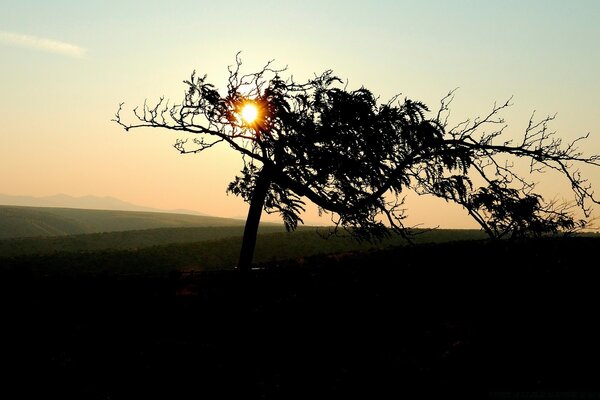 Paisaje. Árbol al amanecer con los rayos del sol