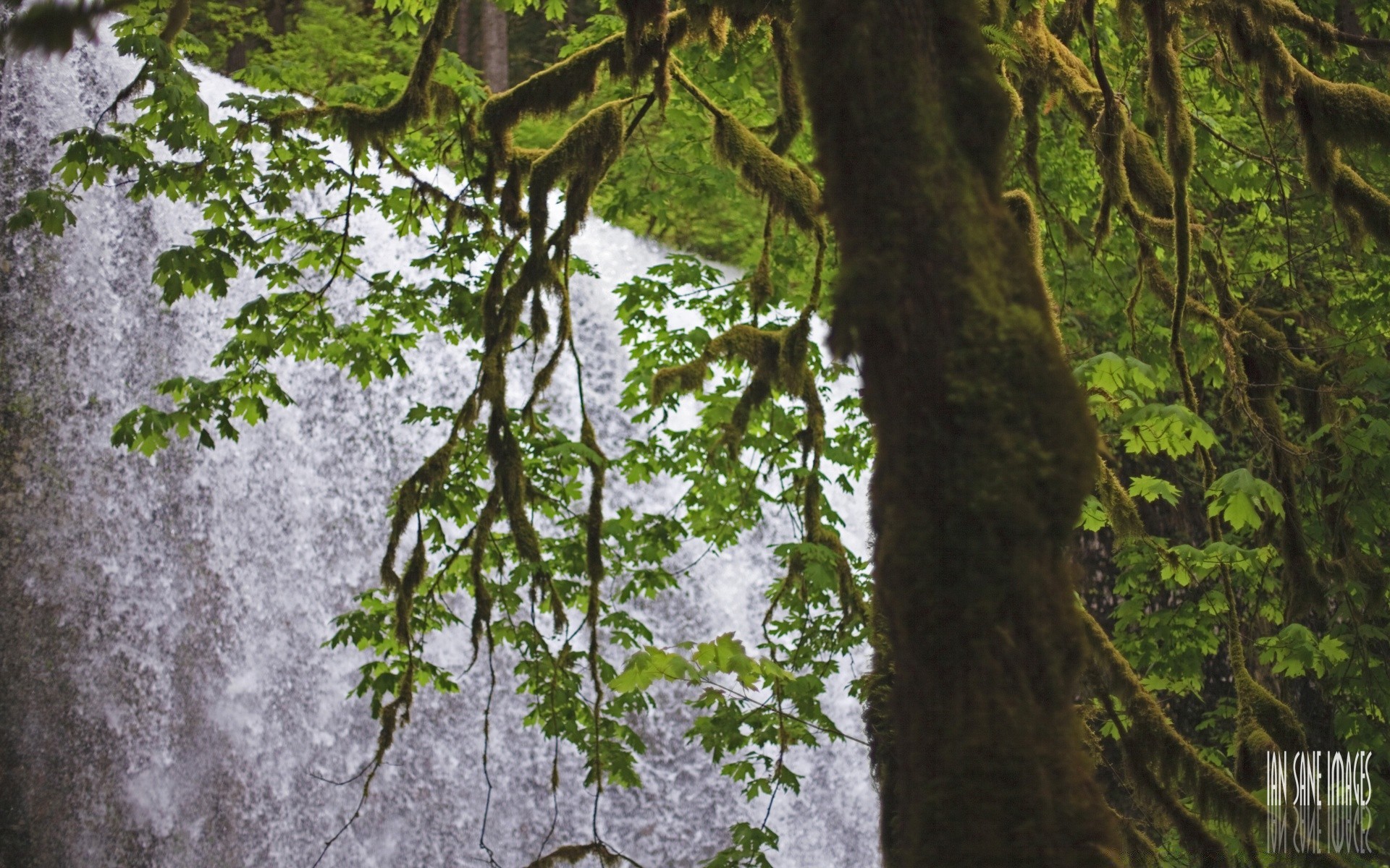 waterfalls tree wood nature leaf flora branch landscape trunk environment park growth summer season desktop outdoors lush bark