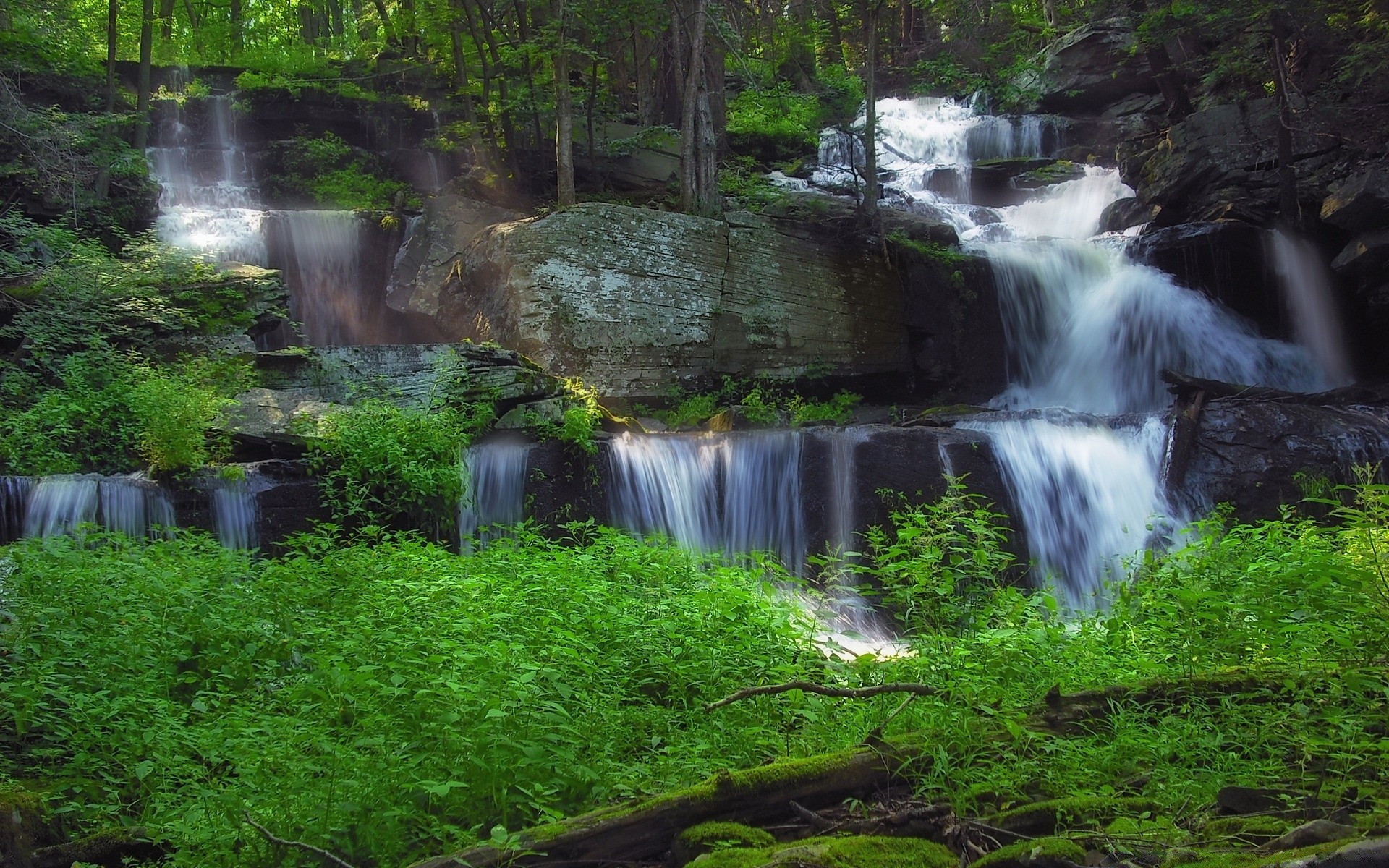 cascades eau cascade rivière ruisseau nature bois feuille cascade rock ruisseau à l extérieur humide paysage ruisseau mousse voyage mouvement sauvage été