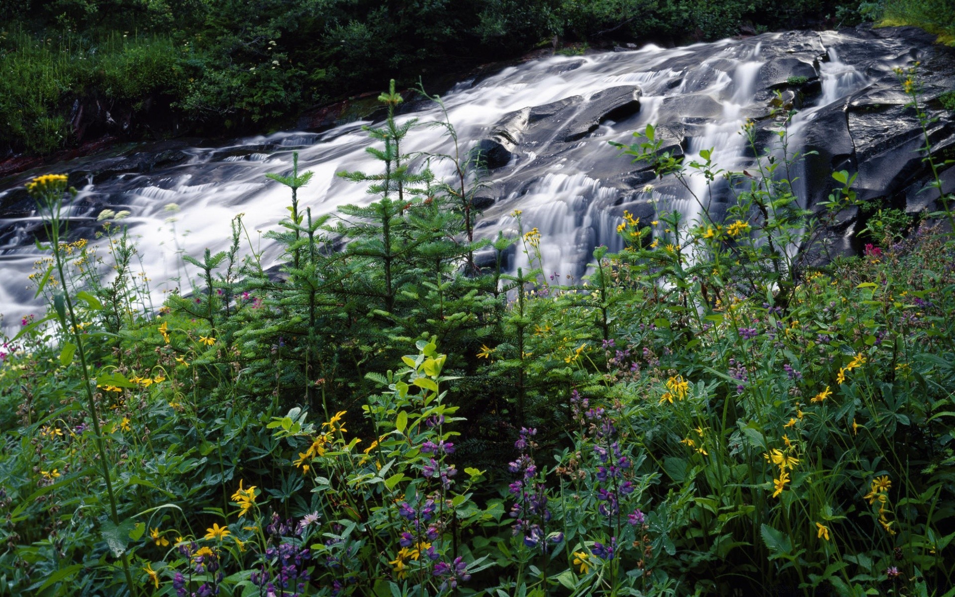 waterfalls nature landscape summer water leaf wood park flora outdoors flower scenic travel beautiful grass tree color fair weather environment garden