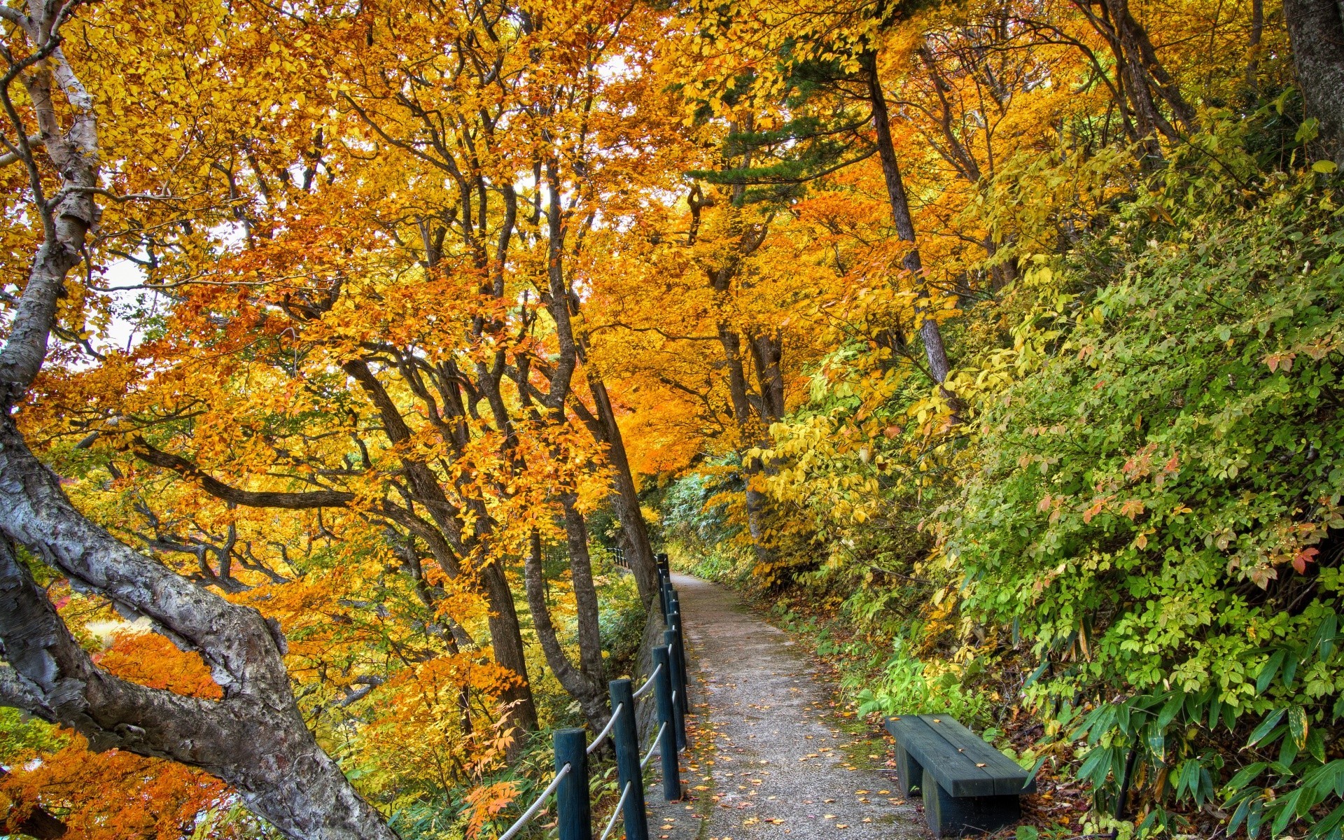 jesień jesień liść drewna drzewo klon sezon krajobraz natura sceniczny park krajobrazy przewodnik złota scena ścieżka środowisko na zewnątrz oddział bujne