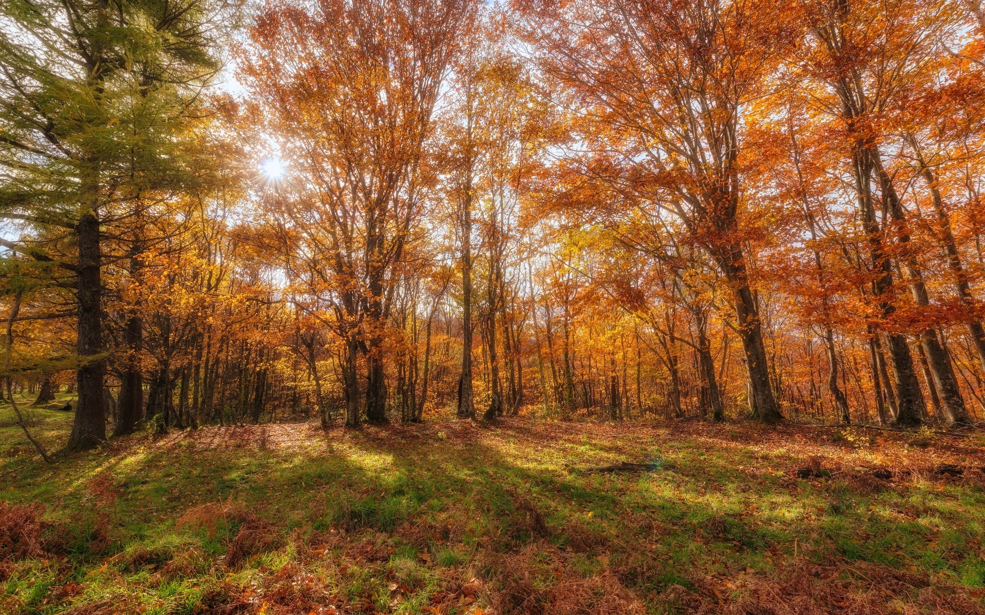 autumn fall wood tree landscape nature leaf season park fair weather dawn rural outdoors scenic environment countryside gold scene sun guidance