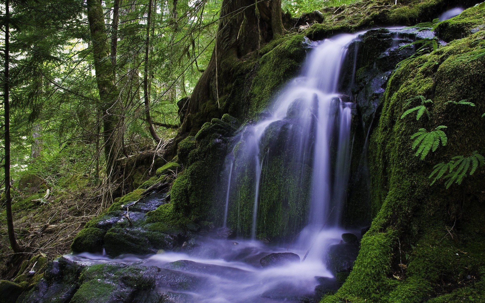 cascades cascade bois eau mousse nature rivière ruisseau rock à l extérieur paysage ruisseau feuille humide automne propreté montagnes sauvage cascade bois