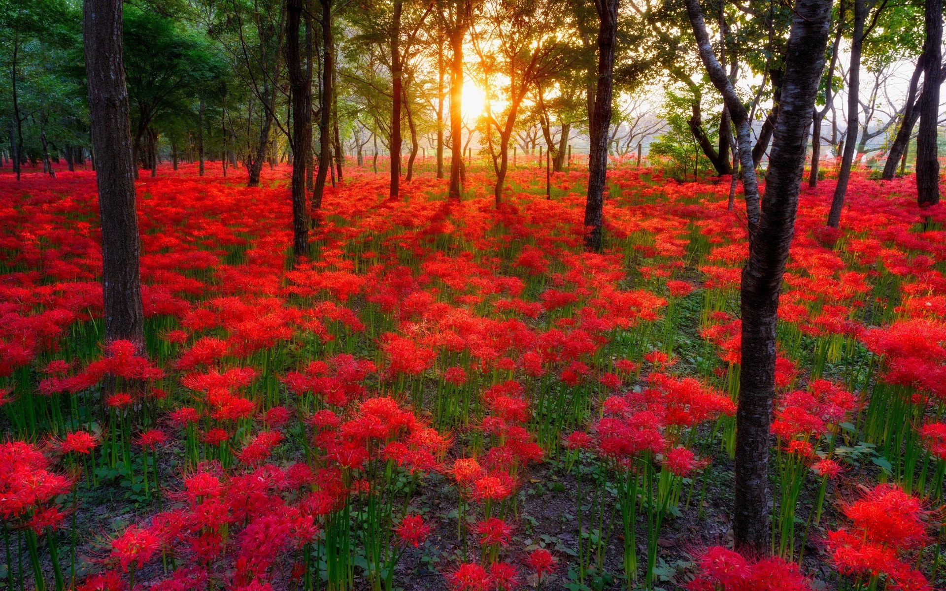 otoño flor naturaleza jardín flora parque hoja estación bluming crecimiento color floral campo al aire libre verano vivo pétalo hierba árbol brillante