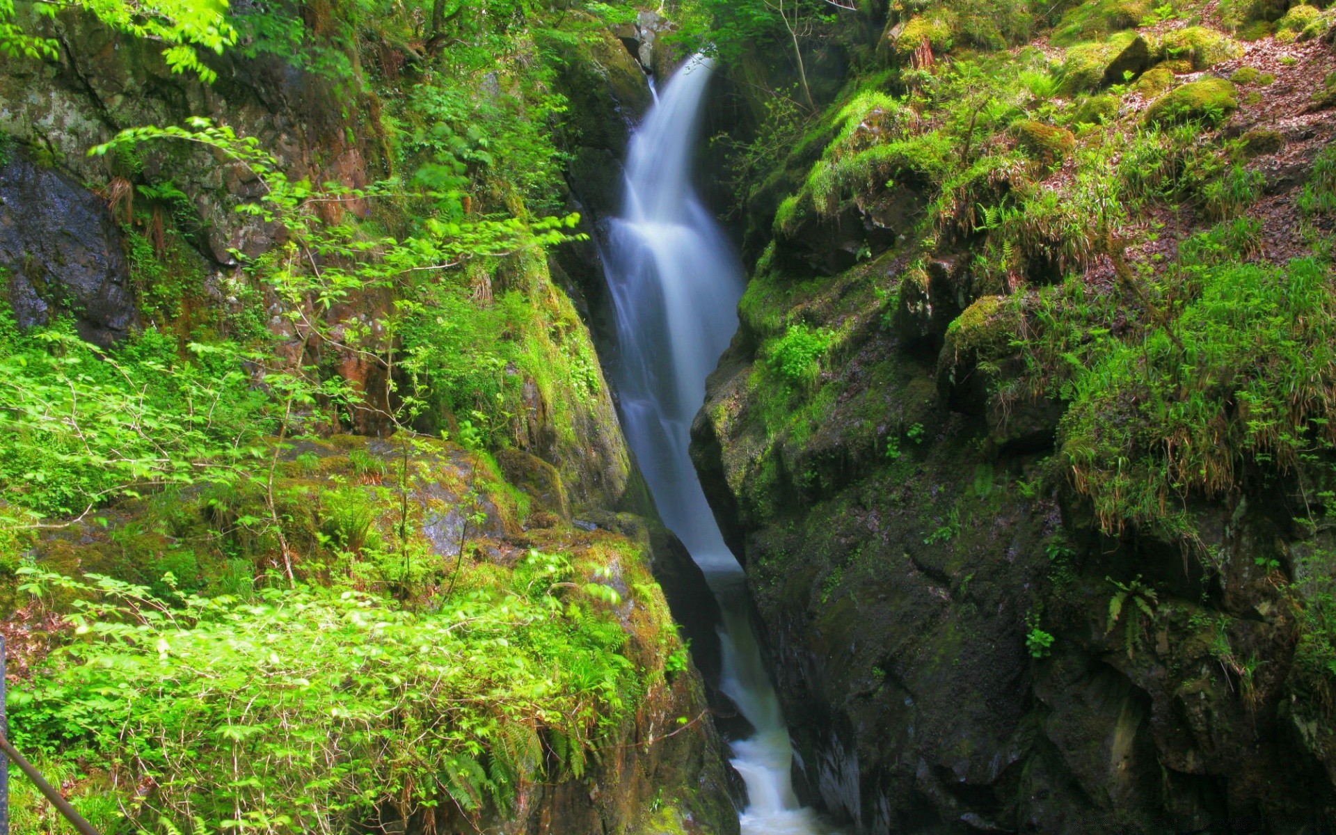 cascades eau bois nature cascade feuille flux mousse rivière à l extérieur paysage rock luxuriante automne forêt tropicale arbre sauvage cascade environnement jungle