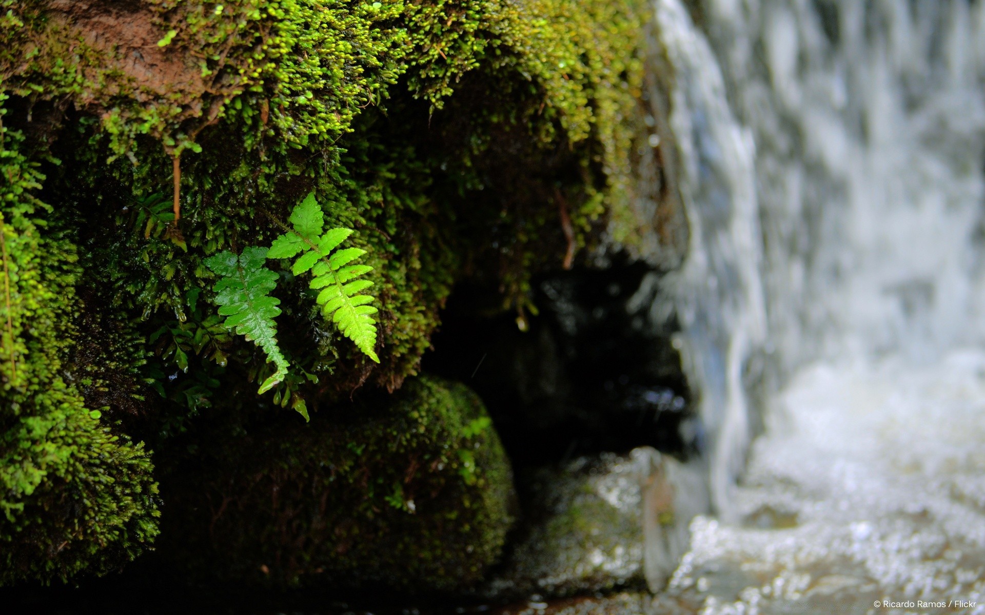 cascades mousse à l extérieur eau nature feuille bois pierre rock cascade paysage bois environnement lumière du jour fern