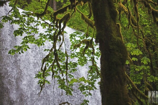 Foto eines Baumes im Sommer auf dem Hintergrund eines Wasserfalls