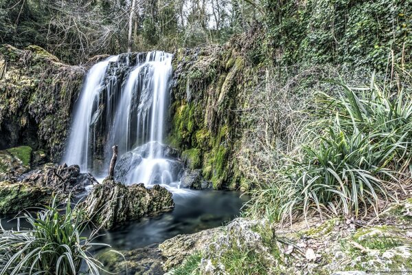 Cascade dans la forêt boisée