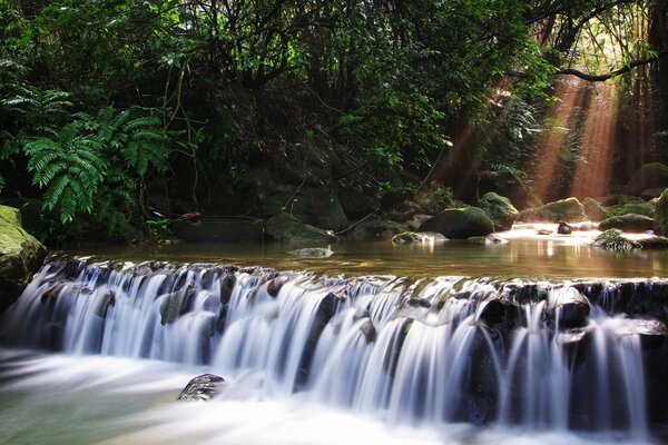 Wassermalerei mit Wald