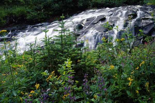 Cascada de verano cerca de las plantas