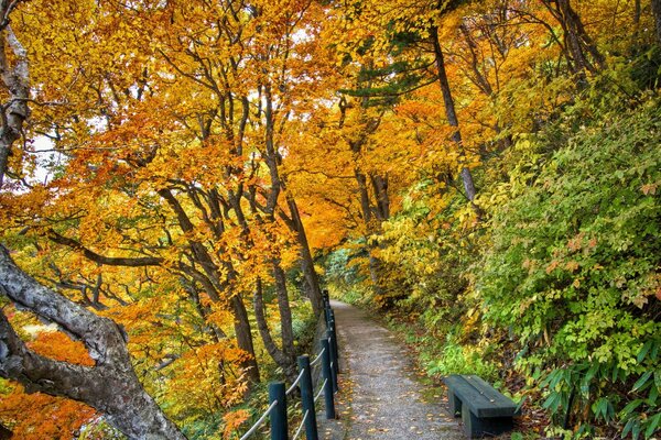 Passerella con recinzione nella foresta autunnale