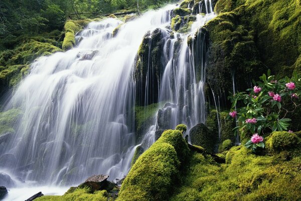 Ein Rosenstrauch neben einem großen Wasserfall