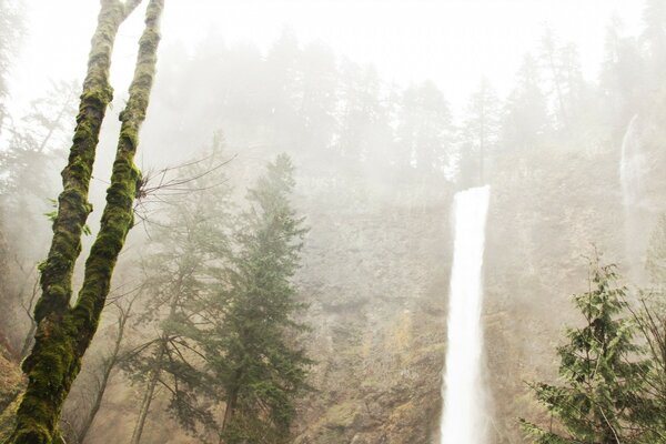 Hoher Wasserfall im nebligen Wald