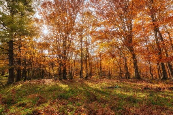 Autumn landscape forest and sun