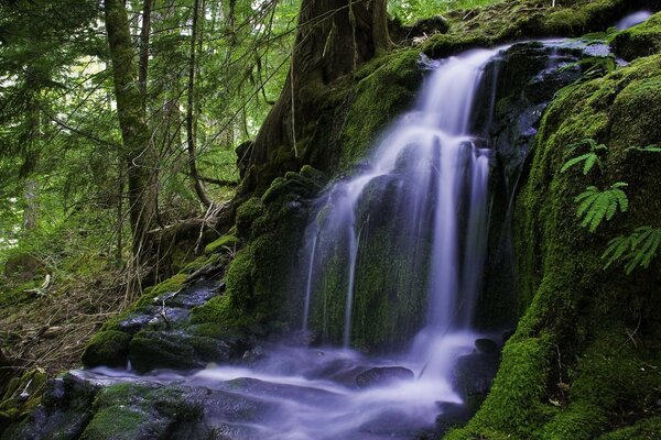 Autour des chutes de mousse et des arbres