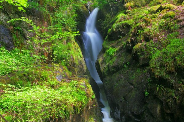 Красивый водопад в зеленом лесу