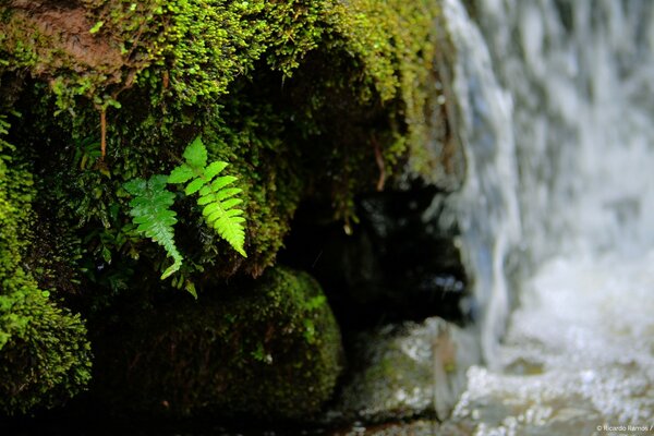 Grünes Blatt in der Nähe des Wasserfalls