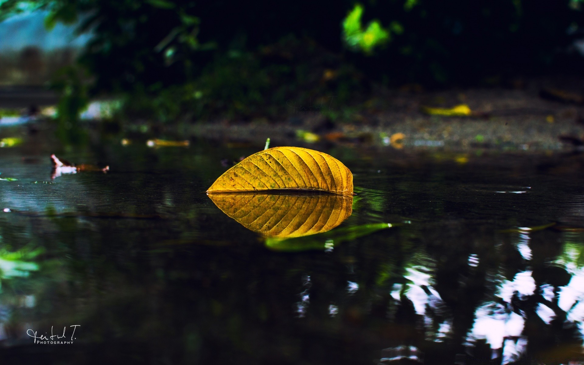 autumn leaf nature outdoors wood fall water rain light flora growth garden bright tree blur summer environment