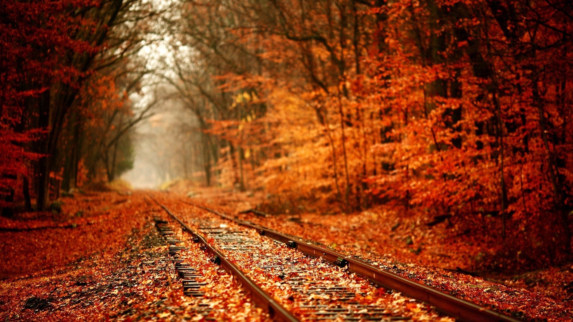 automne automne bois bois manuel feuille route à l extérieur voyage paysage saison lumière nature érable parc