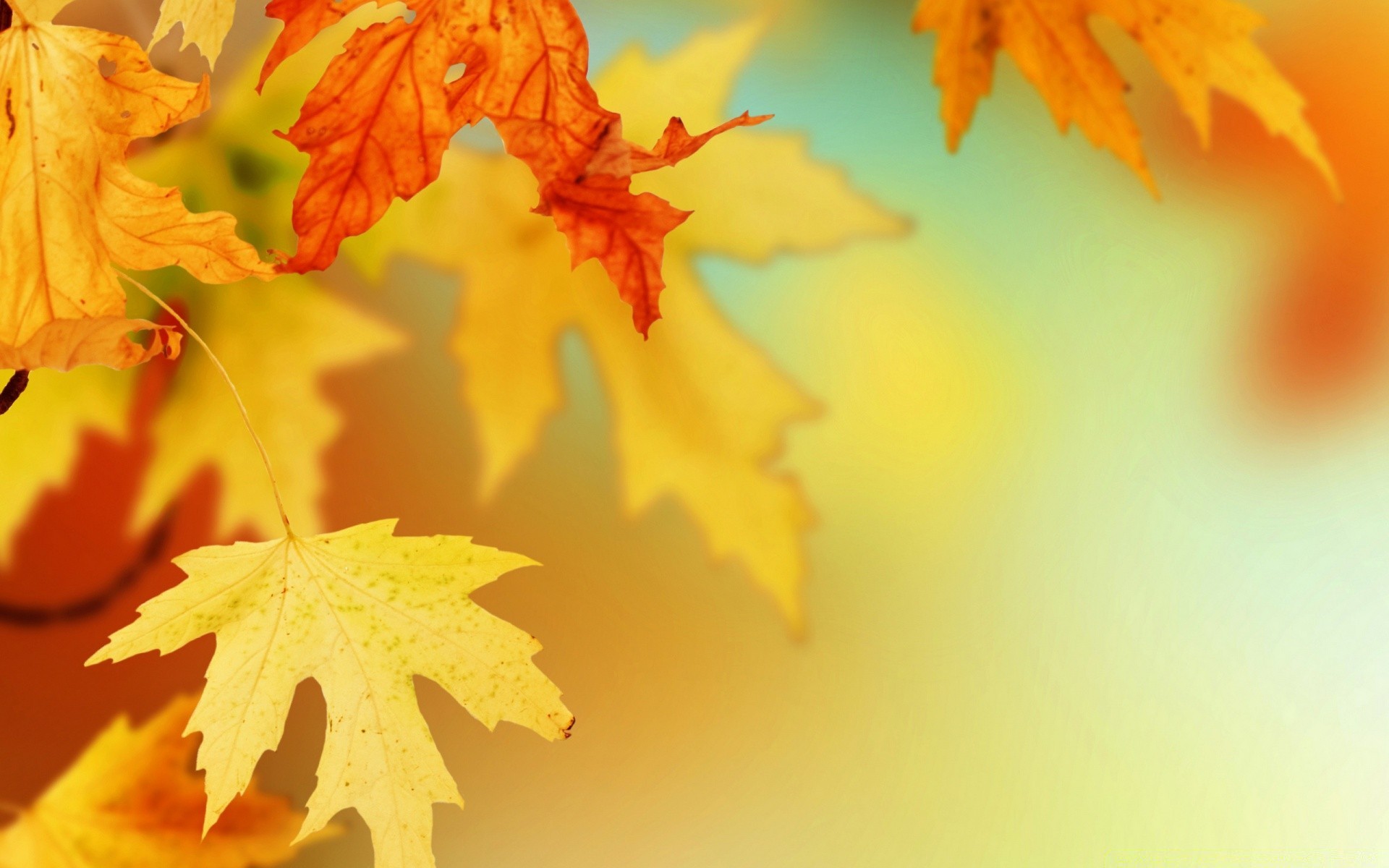 autumn fall leaf nature maple bright blur outdoors flora color fair weather sun growth summer