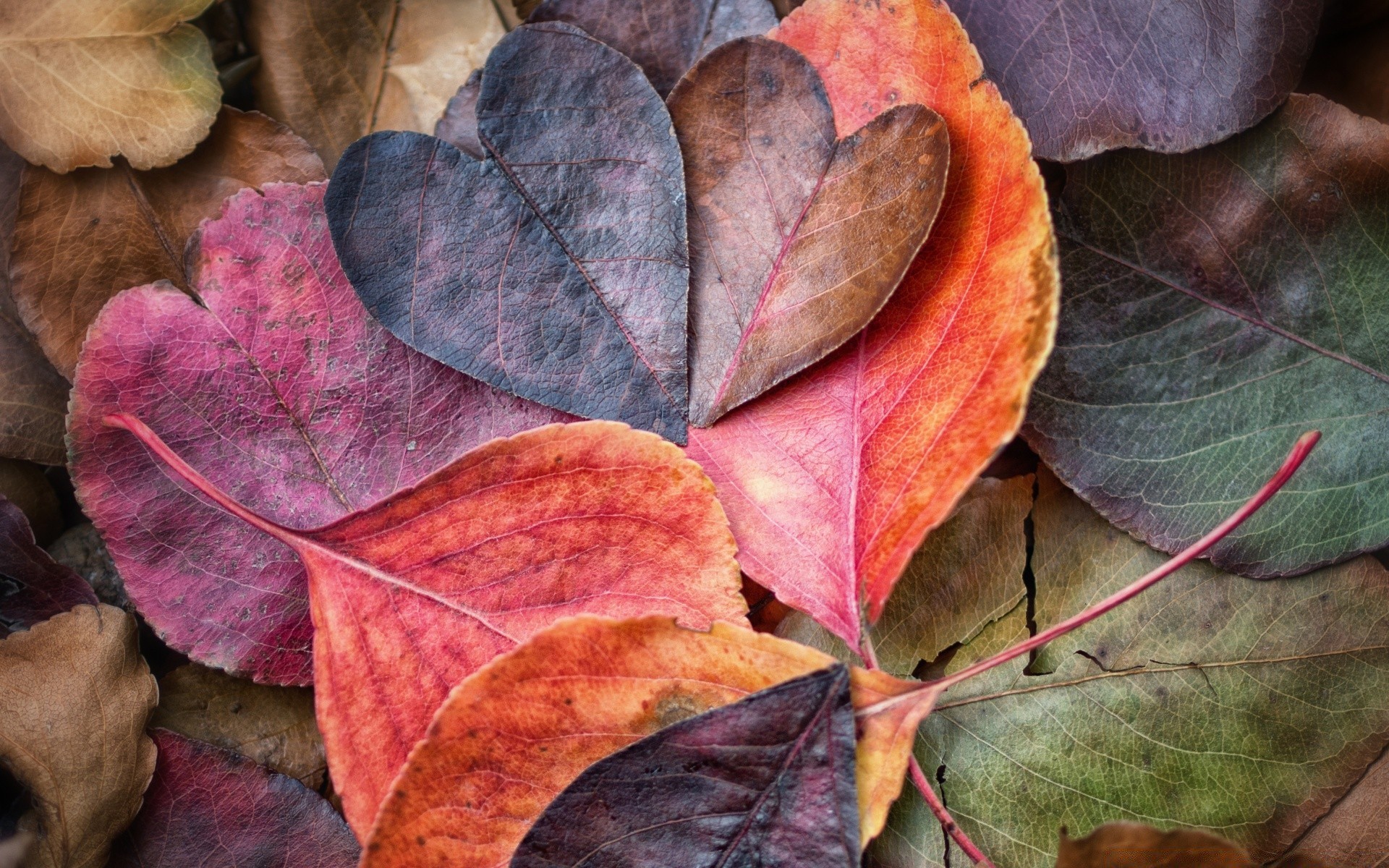 herbst herbst blatt natur desktop holz flora textur farbe im freien muster schließen saison ahorn holz hell