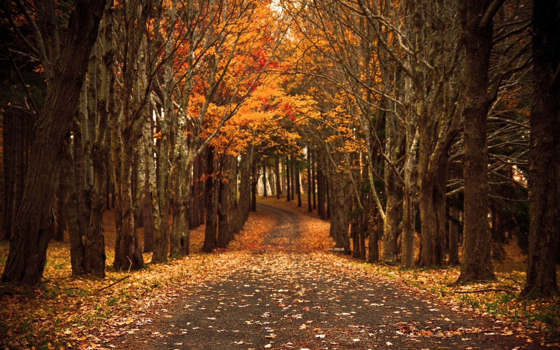 herbst holz holz herbst blatt landschaft führer park straße gasse fußweg landschaftlich natur im freien zweig dämmerung saison allee medium gasse