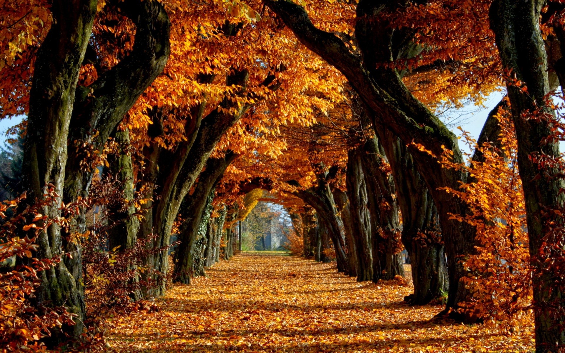 otoño otoño árbol hoja parque madera naturaleza arce paisaje oro temporada guía al aire libre escénico luz medio ambiente