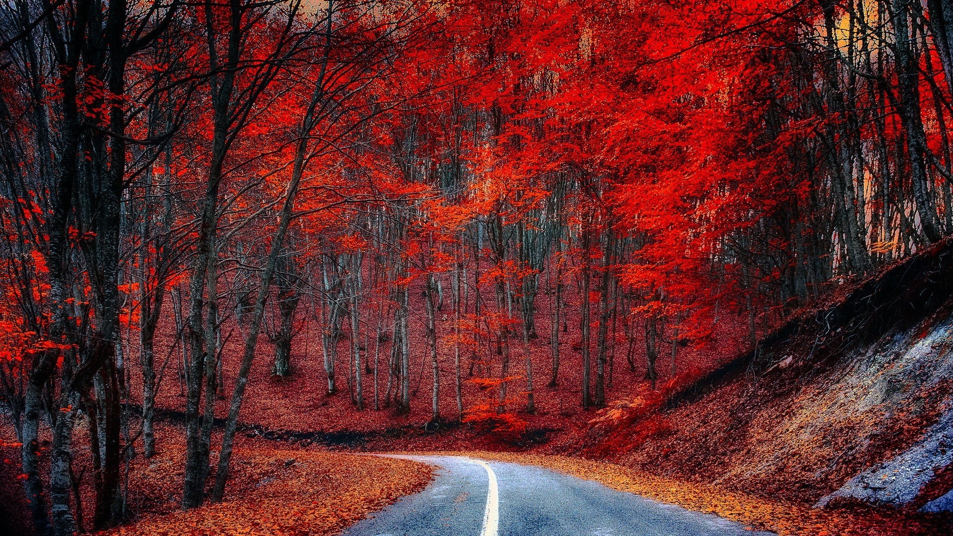 otoño árbol paisaje otoño madera camino hoja escénico