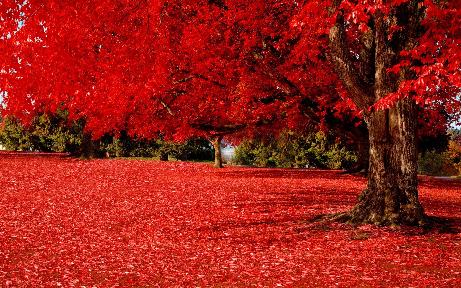 otoño árbol hoja otoño temporada paisaje naturaleza parque arce al aire libre color brillante