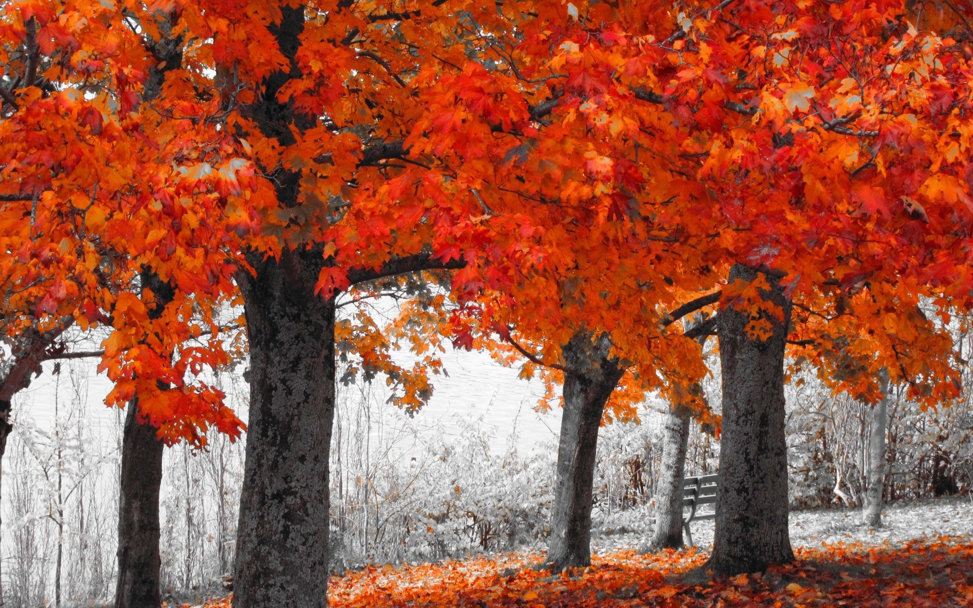 herbst herbst blatt saison baum ahorn natur park filiale flora farbe hell holz landschaft im freien veränderung umwelt landschaftlich szene gutes wetter