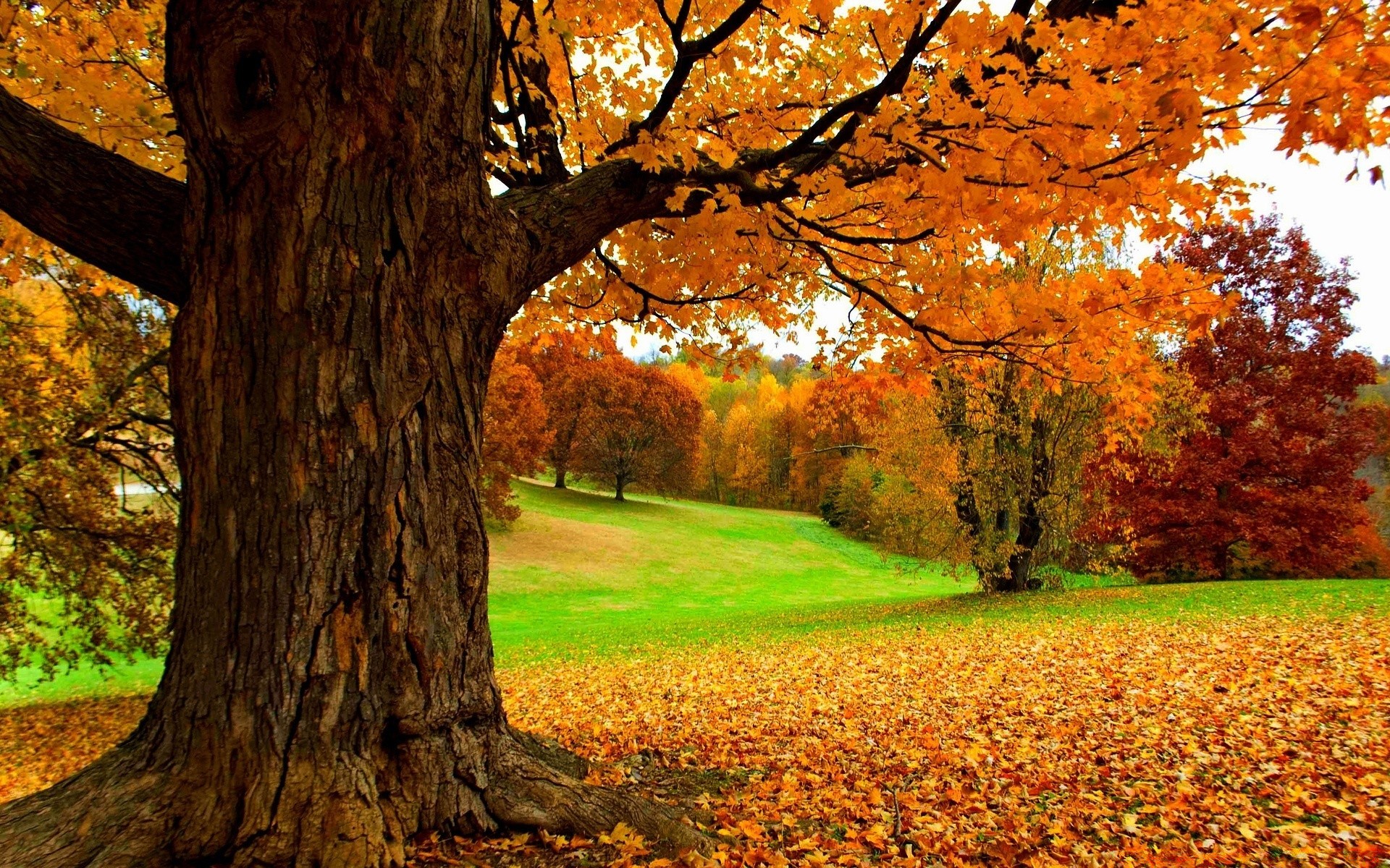 jesień jesień drzewo liść drewna park natura sezon maple krajobraz na zewnątrz złoto dobra pogoda jasne malownicze wsi