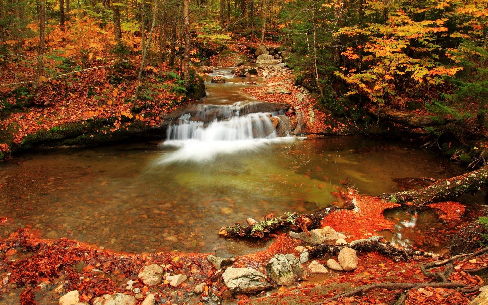 autumn fall leaf wood water stream maple nature tree river outdoors creek landscape park waterfall rapids season environment travel flow