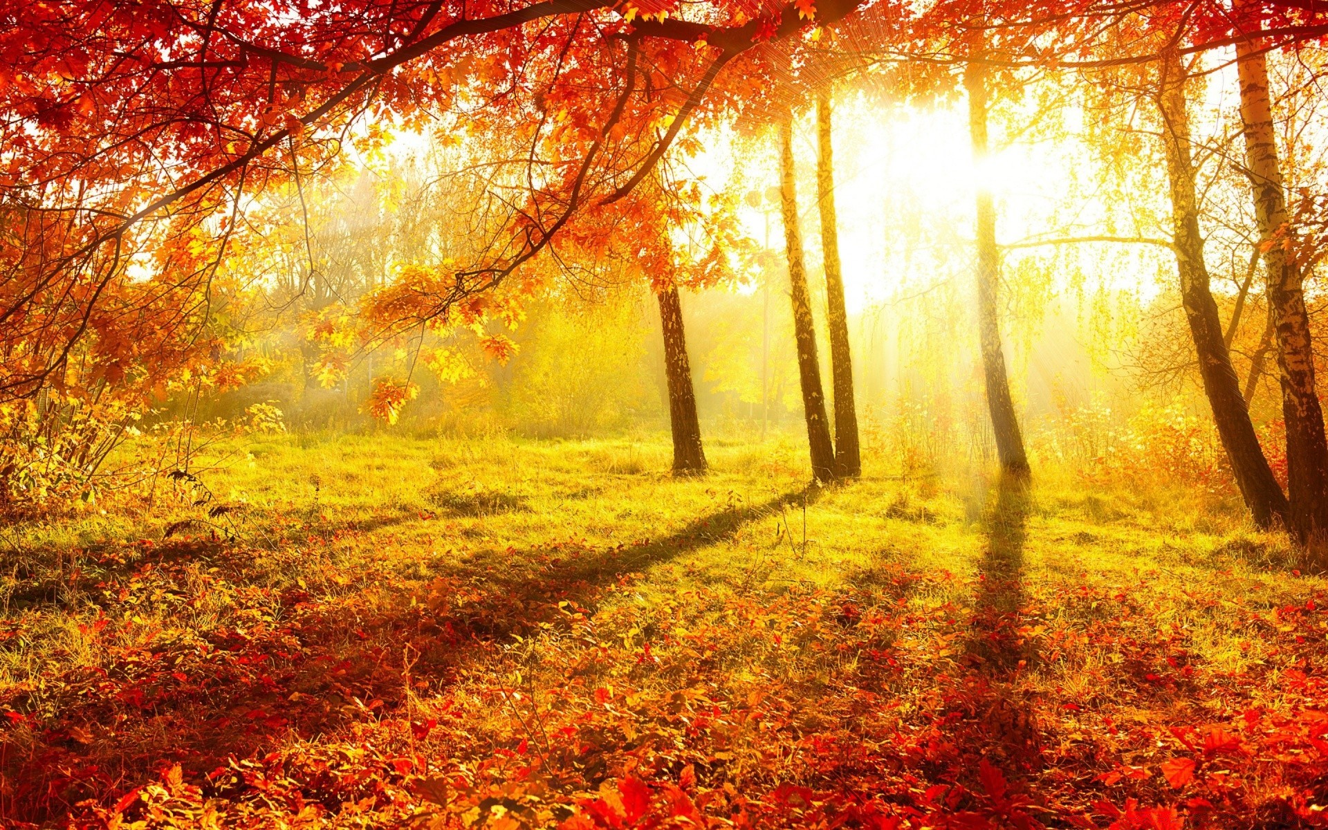 autumn fall leaf tree wood season landscape maple park nature gold dawn sun branch countryside fair weather mist fog scenic scenery bright