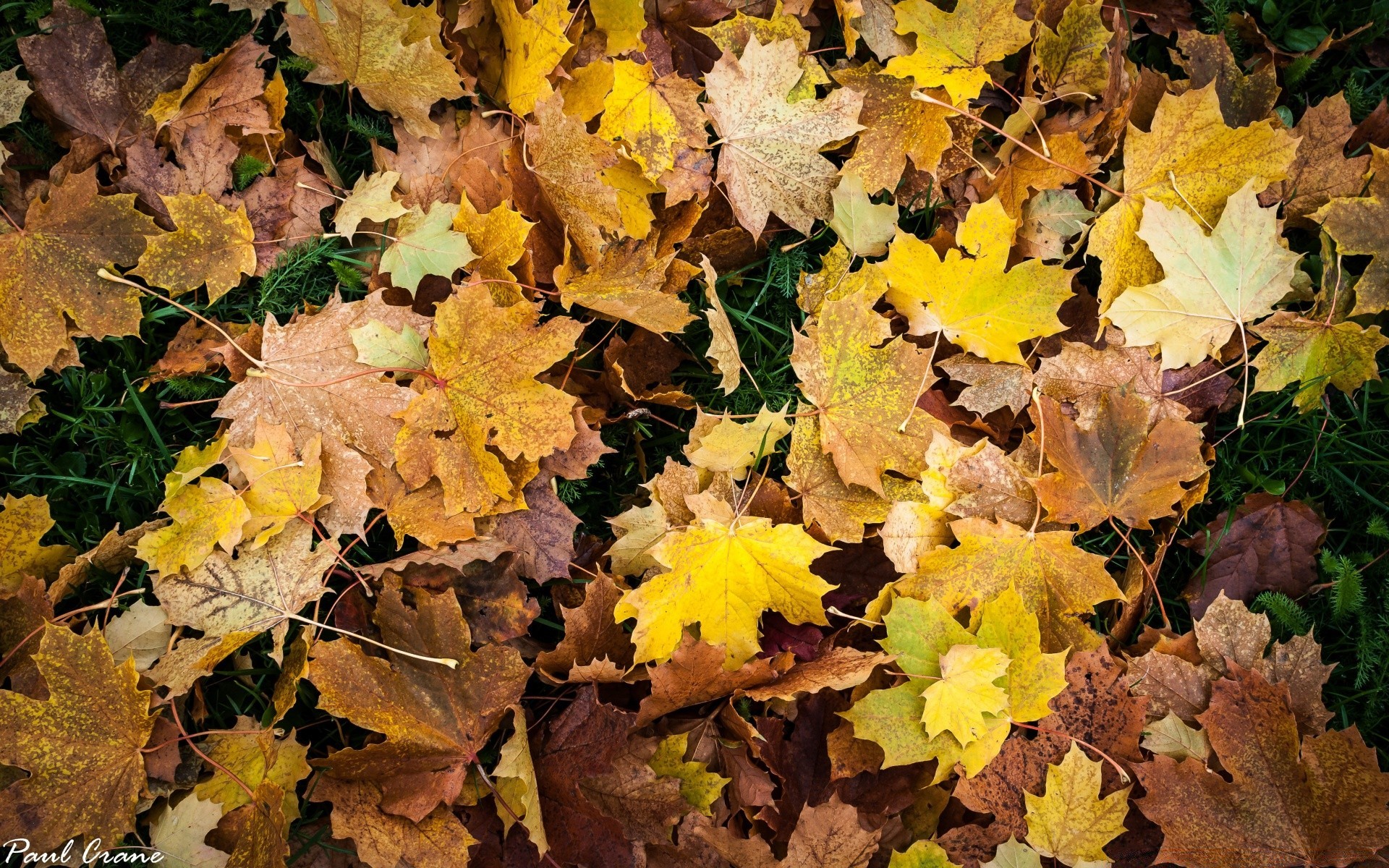 autumn fall leaf nature maple season flora bright outdoors close-up growth change color tree desktop branch ground wood environment