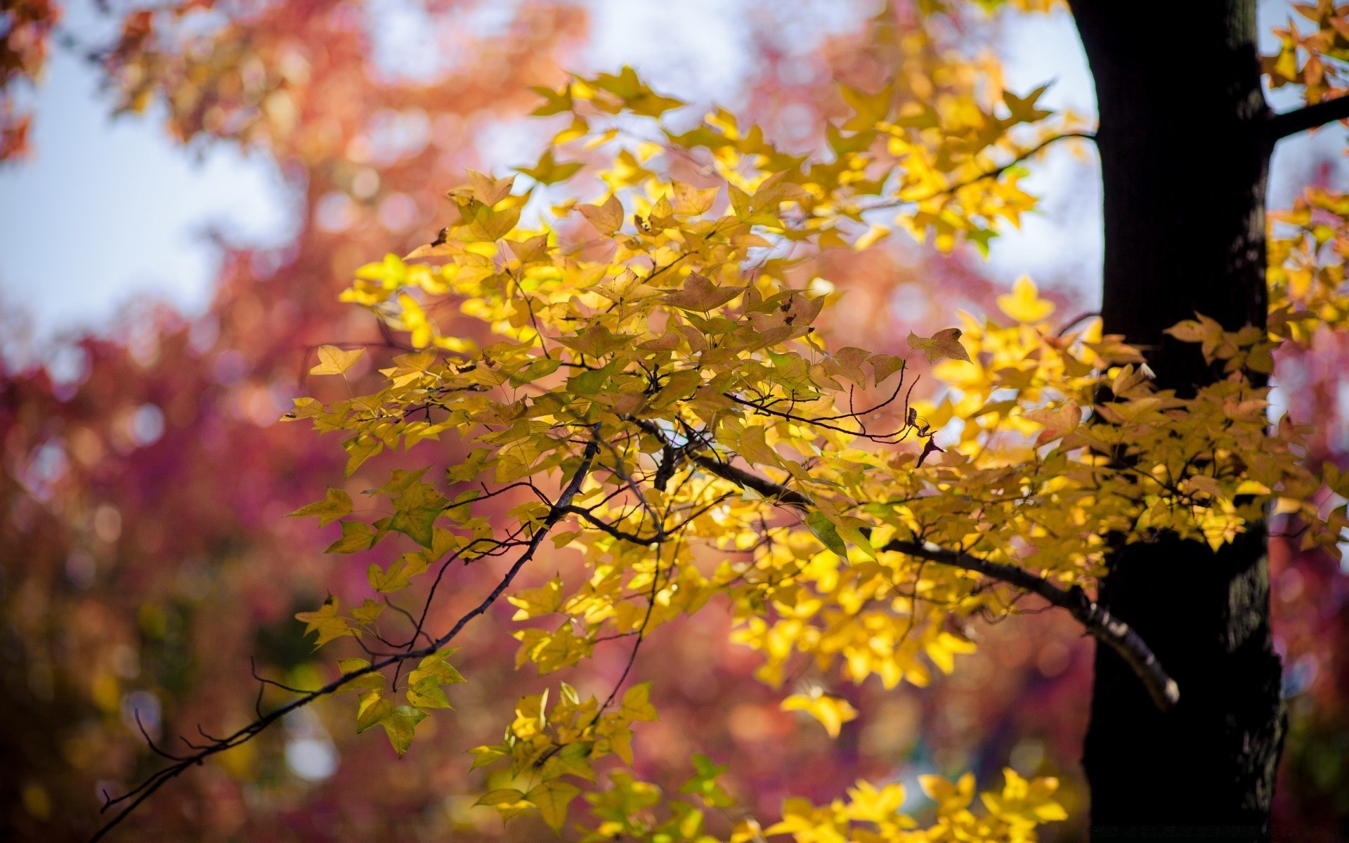 automne feuille nature automne arbre parc saison en plein air lumineux branche beau temps érable flore croissance soleil fleur jardin couleur été paysage