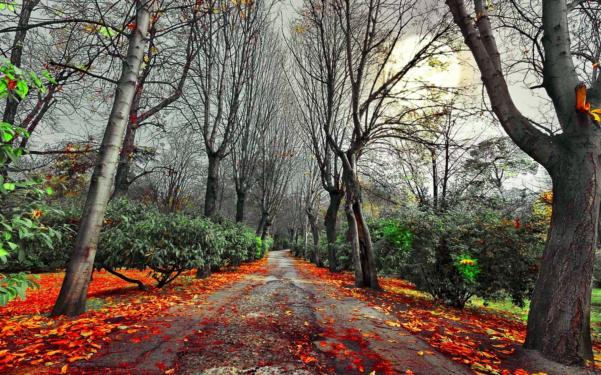 sonbahar ağaç sonbahar ahşap yaprak manzara sezon doğa park şube doğal açık havada ortamlar rehberlik yol yol akçaağaç sahne sahne kırsal