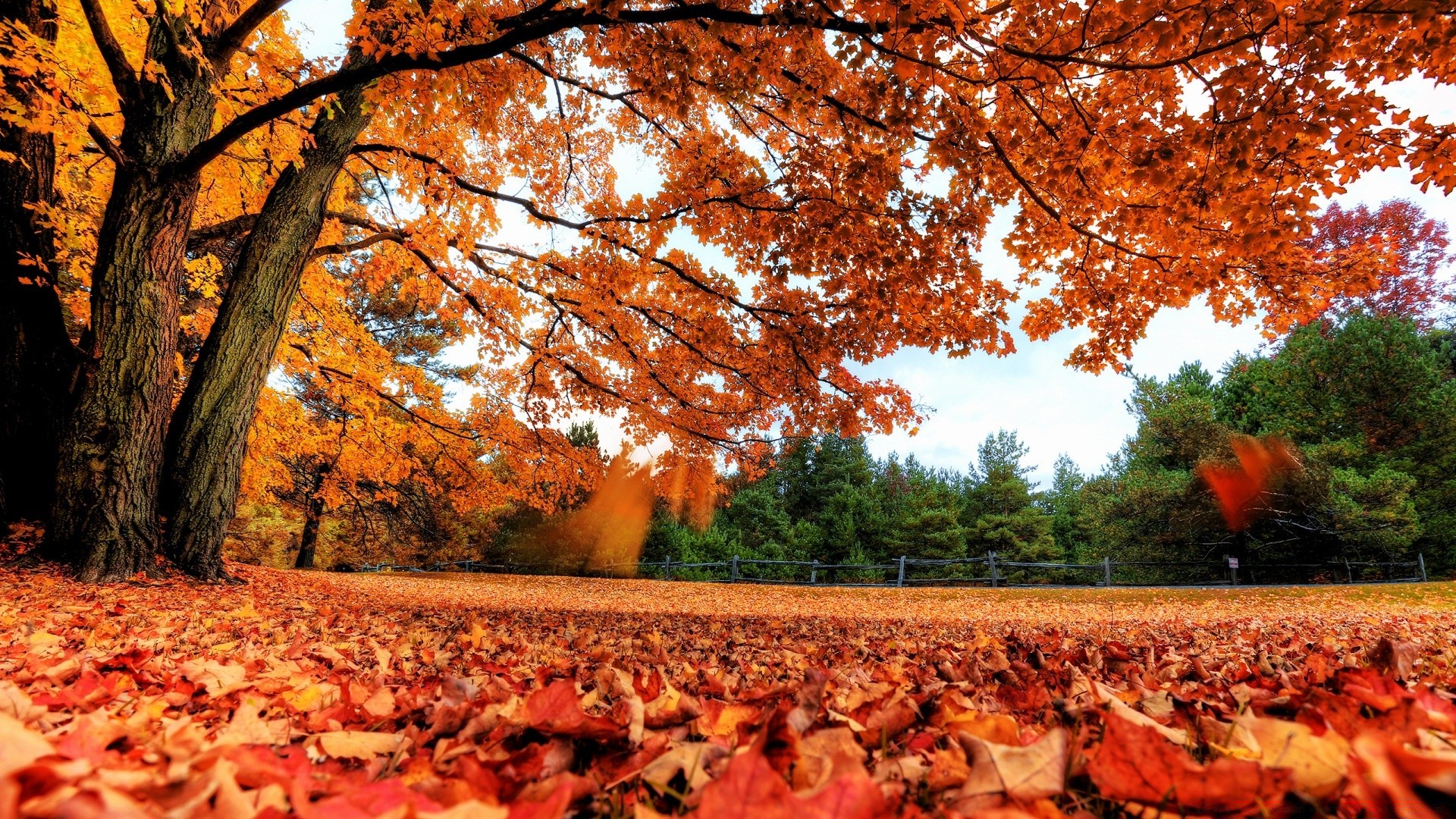 autunno autunno albero paesaggio foglia parco all aperto maple stagione scenic legno natura oro ambiente