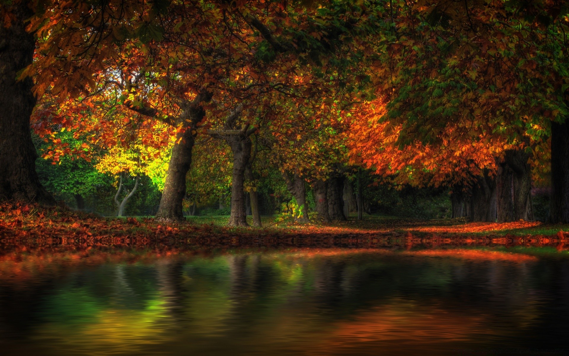 autumn fall leaf tree wood park landscape nature dawn maple outdoors water lush scenic branch