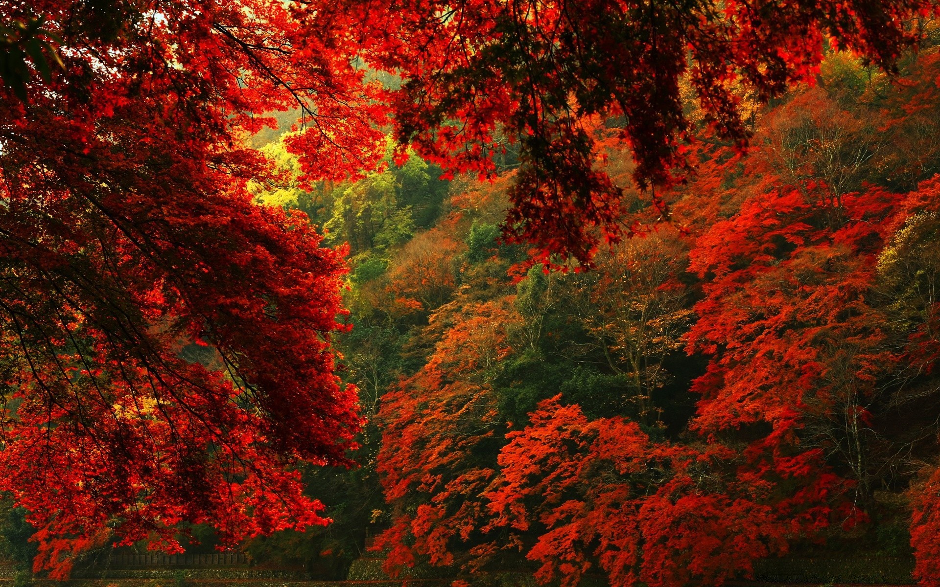 autumn fall leaf tree maple outdoors wood landscape nature lush season bright