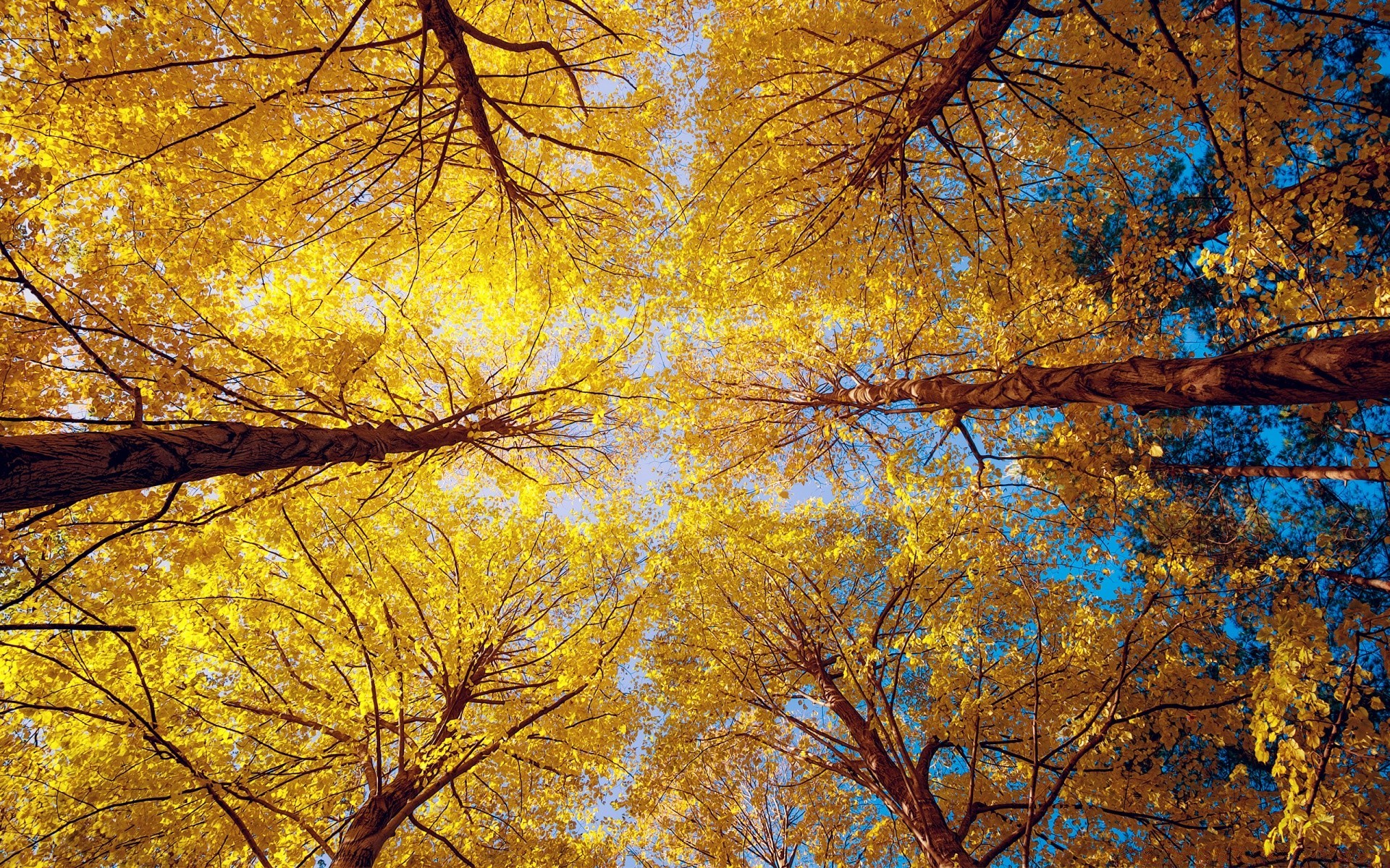 autunno autunno albero stagione ramo foglia di legno oro acero natura paesaggio desktop di colore luminoso parco ambiente tronco