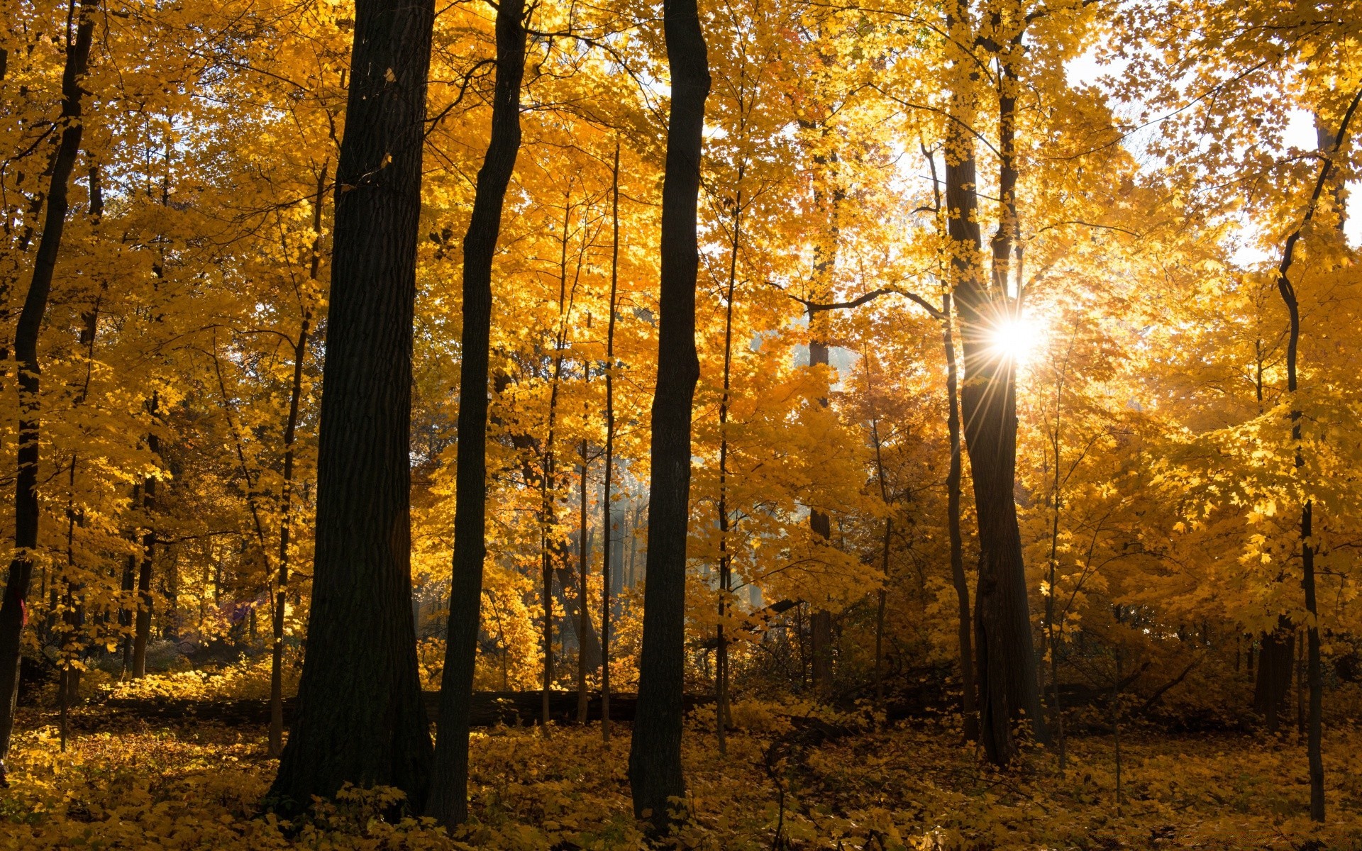 autunno autunno legno albero alba foglia paesaggio parco illuminato nebbia nebbia bel tempo sole natura oro scenic acero luce del giorno stagione ramo