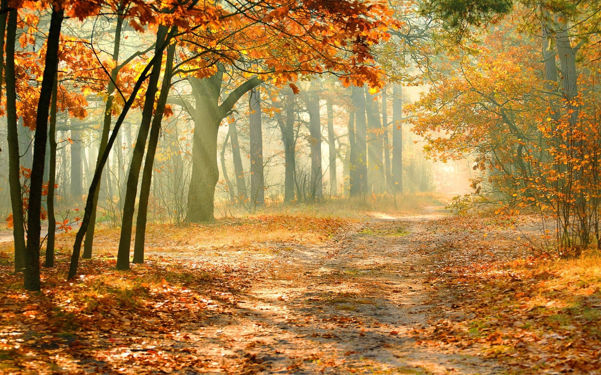 autunno autunno foglia legno albero nebbia natura paesaggio parco acero stagione nebbia alba ramo bel tempo all aperto campagna lussureggiante scenico luminoso