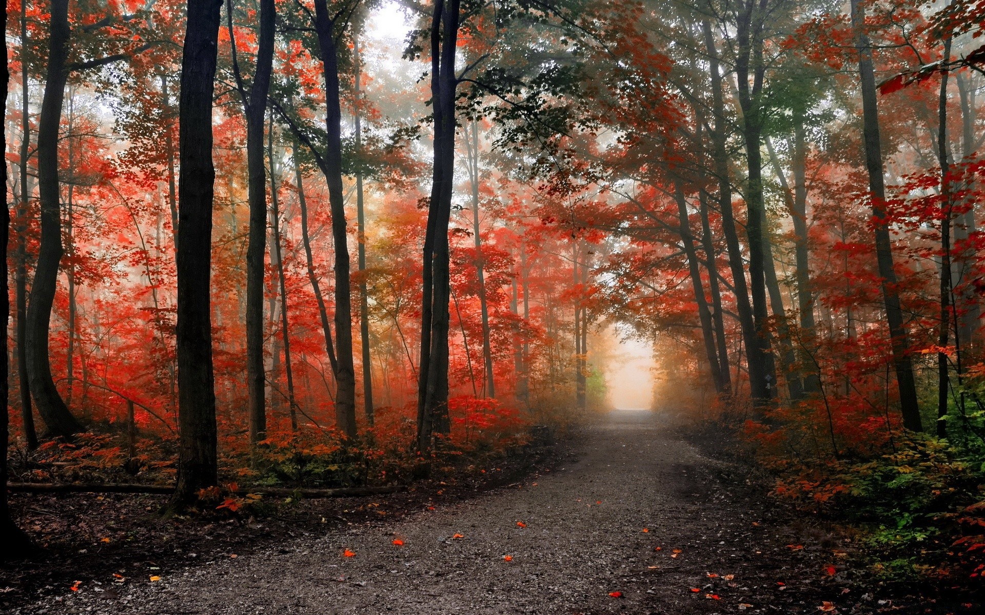 automne automne feuille bois bois brouillard brouillard paysage parc aube nature route saison allée manuel érable à l extérieur