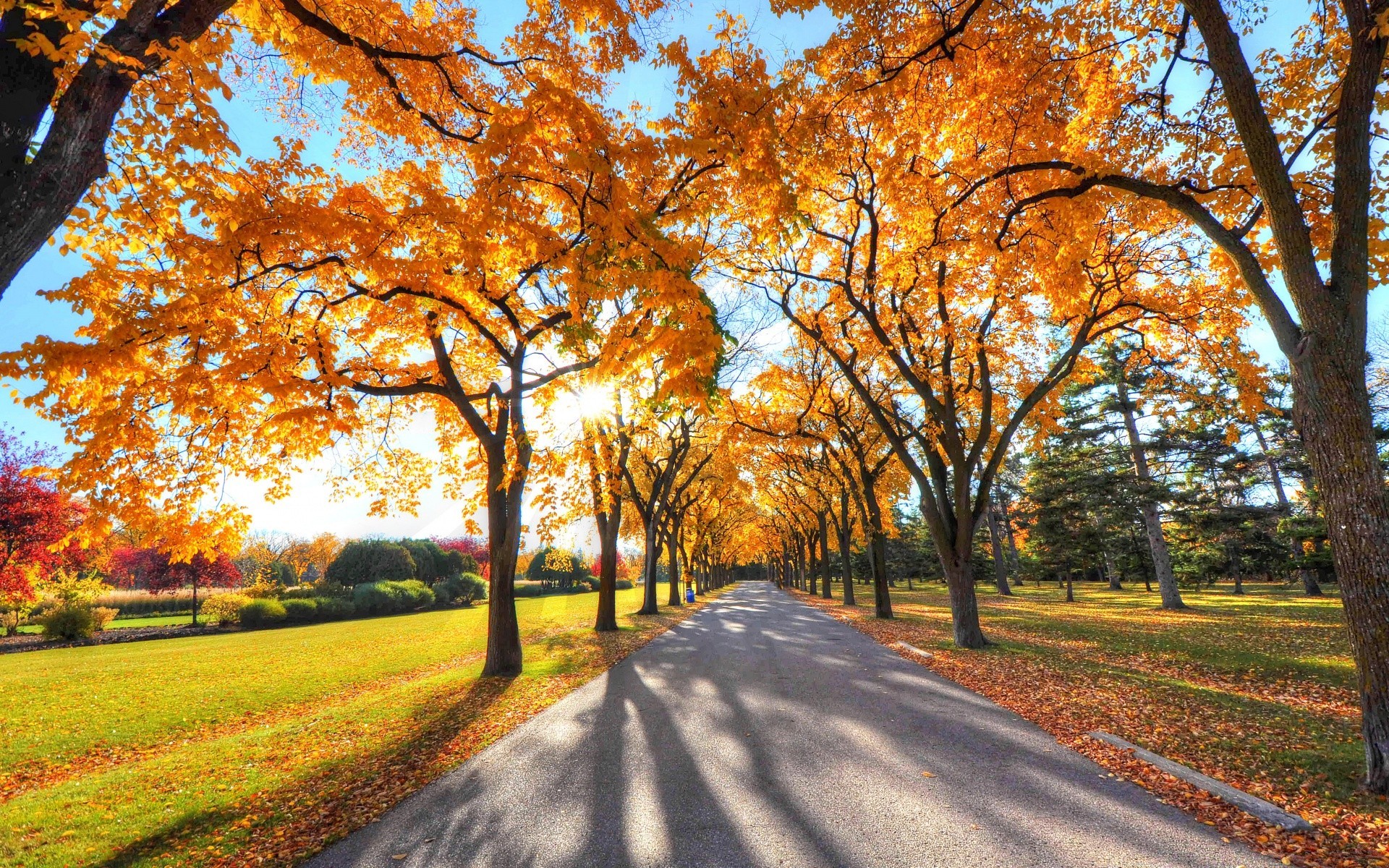 autumn fall tree road leaf guidance landscape park alley avenue season scenic rural wood nature scene maple lane branch countryside scenery