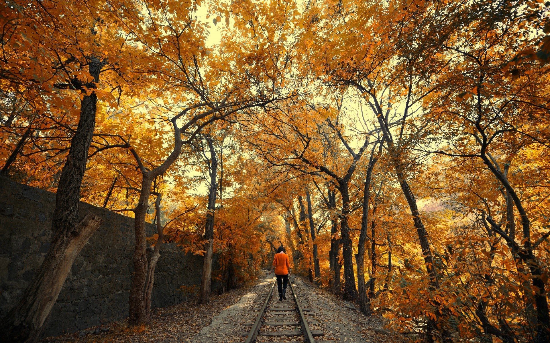 autumn fall tree wood leaf landscape road guidance scenic park nature outdoors dawn season maple gold branch fair weather daylight