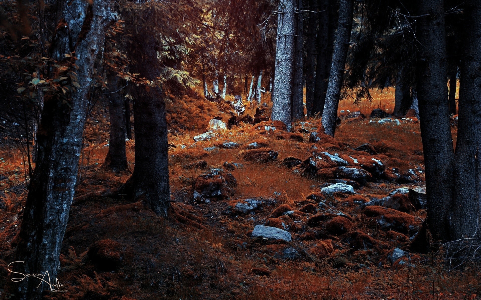 autumn tree wood fall landscape nature outdoors leaf park light daylight environment