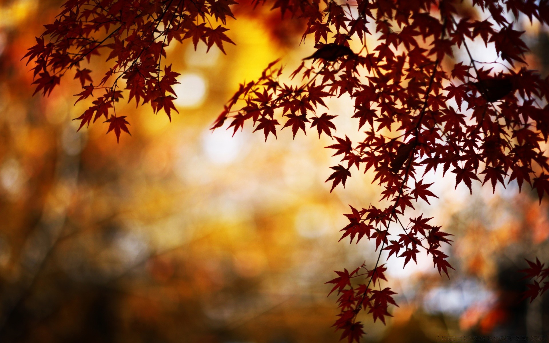 autunno autunno foglia di acero albero di legno stagione natura che cambia luminoso oro sole bel tempo all aperto ramo illuminato parco